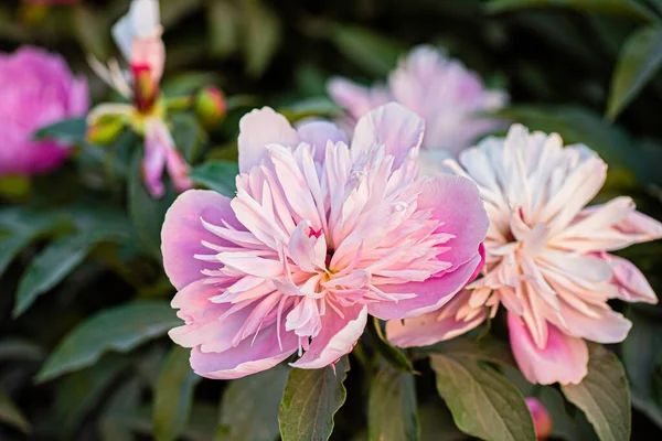 Ροζ Παιωνία Στο Καλοκαιρινό Κήπο — Φωτογραφία Αρχείου
