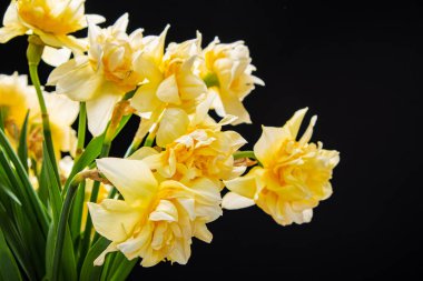 Cam vazodaki nergisler