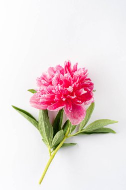 Beyaz arka planda şakayık