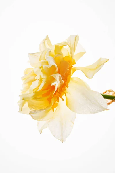 Нарциссы Стеклянной Вазе — стоковое фото