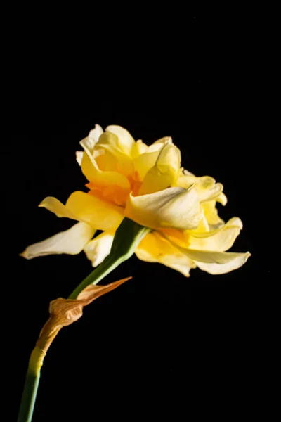 Daffodils Vaso Vidro — Fotografia de Stock