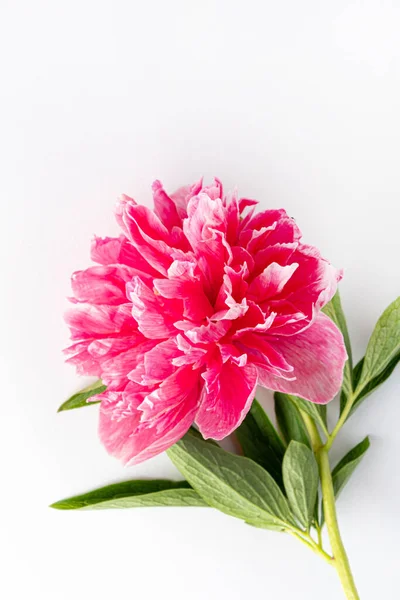 Peonia Sullo Sfondo Bianco — Foto Stock