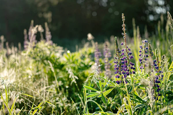 牧草地に並ぶリンドウの花 — ストック写真