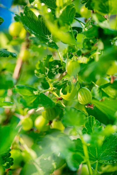 Frescas Grosellas Orgánicas Maduras Crecen Jardín Verde —  Fotos de Stock
