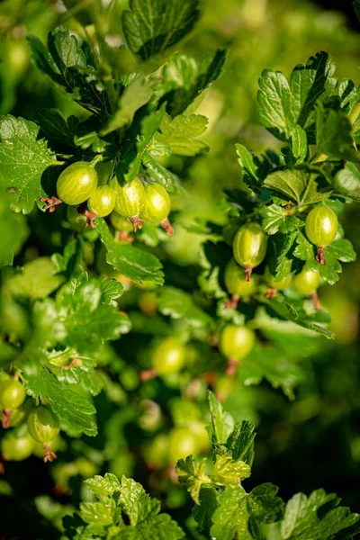 Färska Mogna Ekologiska Krusbär Växer Den Gröna Trädgården — Stockfoto