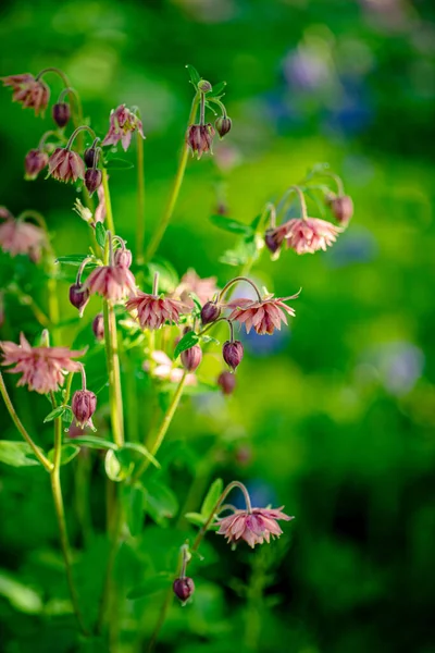 Columbine Flowers Green Background — Stock Photo, Image