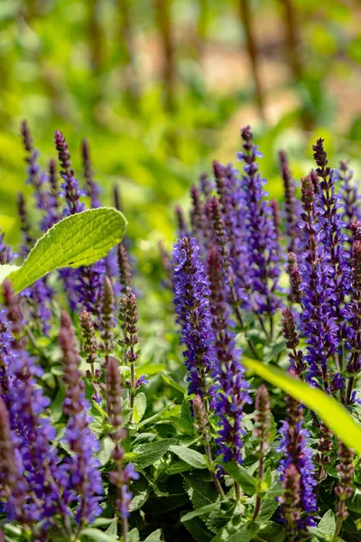 Blauwe Salvia Tuin — Stockfoto