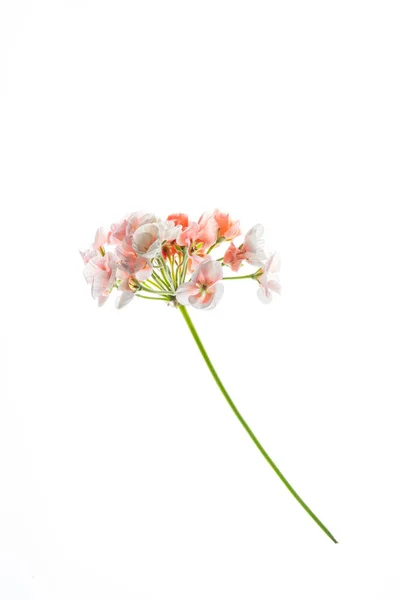 Pelargonium Bloemen Witte Achtergrond — Stockfoto
