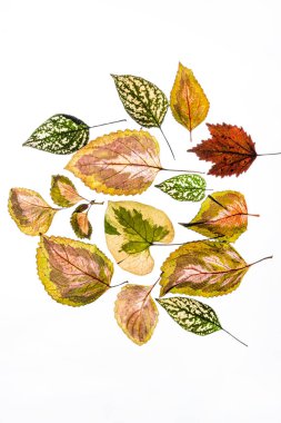 Beyaz arkaplanda çeşitlendirilmiş yapraklar