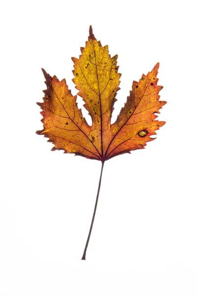 Variegated Foliages White Background — Stock Photo, Image