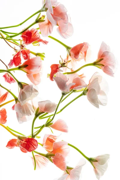 Flores Pelargonio Blanco — Foto de Stock