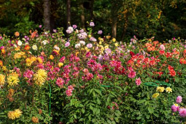 Sonbahar bahçesinde yıldız çiçekleri
