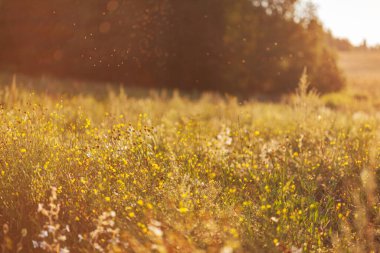 Yerli bitkiler ve otlar arka plan görüntüsü olarak 