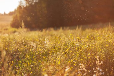 Yerli bitkiler ve otlar arka plan görüntüsü olarak 