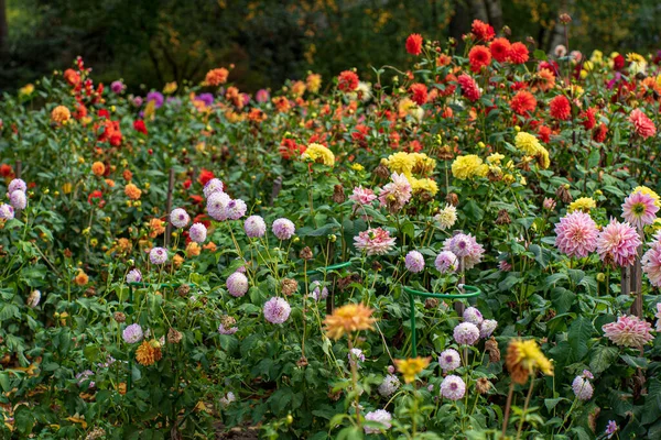 Dahlias Podzimní Zahradě — Stock fotografie