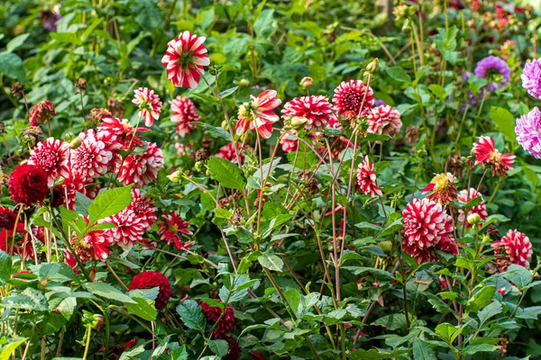 Sonbahar Bahçesinde Yıldız Çiçekleri — Stok fotoğraf