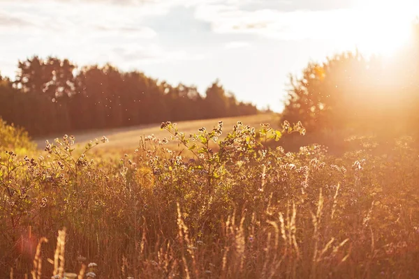 Nativní Trávy Plevele Jako Obrázek Pozadí — Stock fotografie