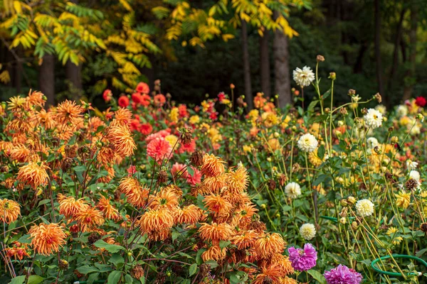 Dahlior Höstträdgården Stockbild