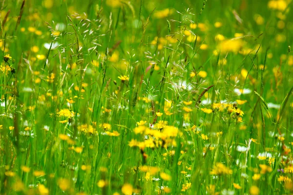 Pradera — Foto de Stock