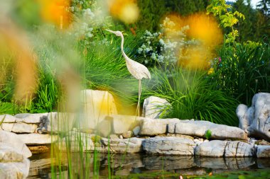 Snowy balıkçıl nilüferler, Botanik Bahçeleri arasında