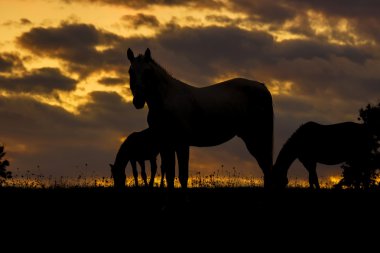 gün batımında at siluet