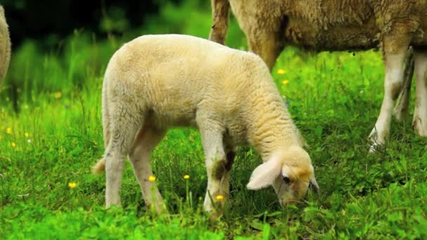 Moutons domestiques 