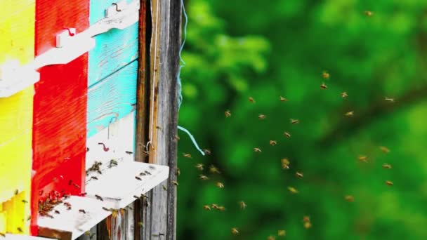 Colmena de madera y abejas — Vídeos de Stock