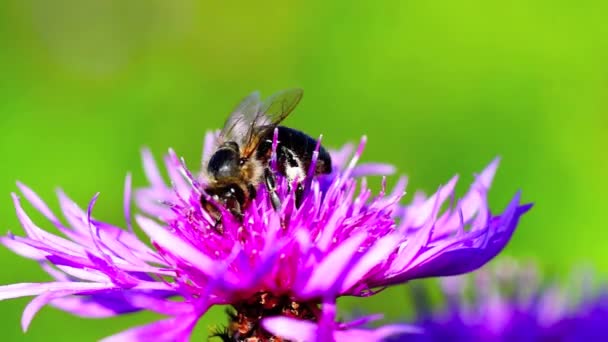 Méhecske a virágon — Stock videók