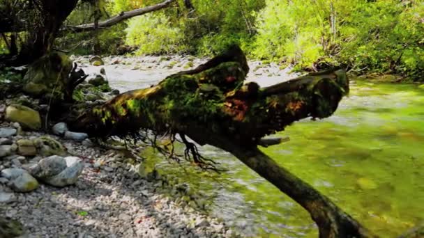 Corriente de montaña — Vídeo de stock