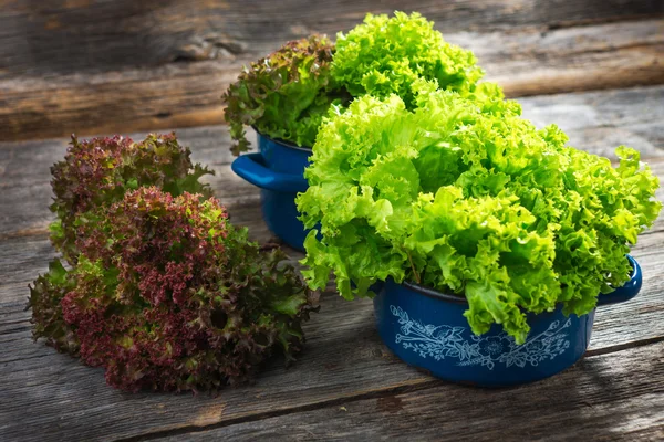 Frischer Bio-Salat — Stockfoto