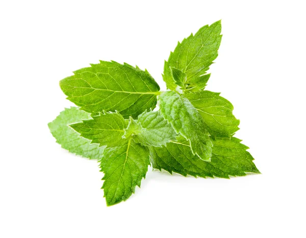 Hoja de menta verde sobre fondo blanco —  Fotos de Stock