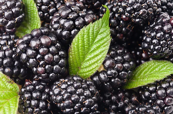 Blackberries with green leaf. Background of berries — Stock Photo, Image