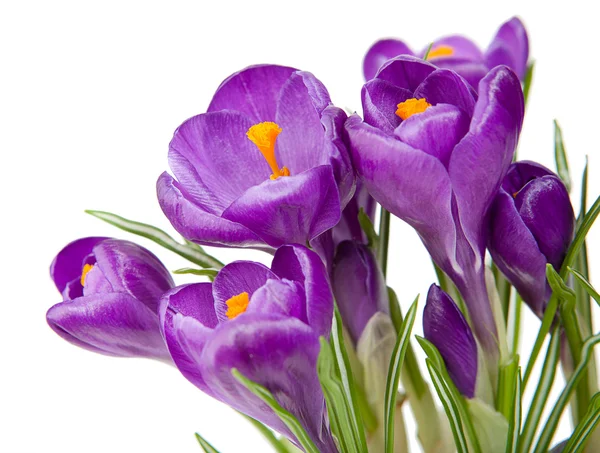 Crocus roxo com um fundo branco — Fotografia de Stock