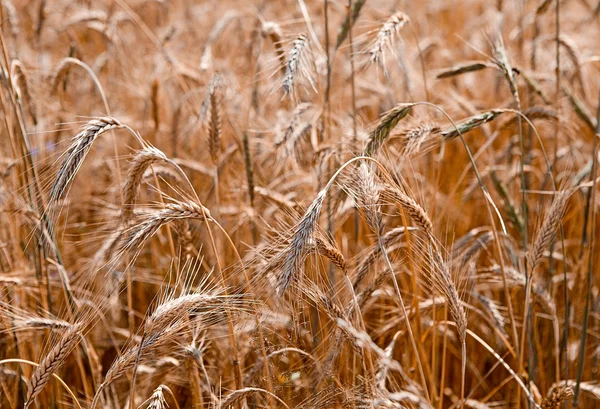 Ripening ears of wheat field — Stock Photo, Image