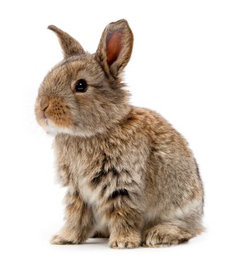 Animals. Rabbit isolated on a white background clipart