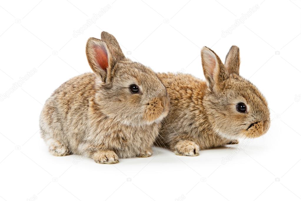 Cute bunnies isolated on white background