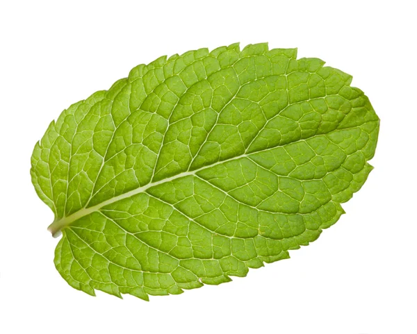 Fresh mint leaves isolated on white background — Stock Photo, Image
