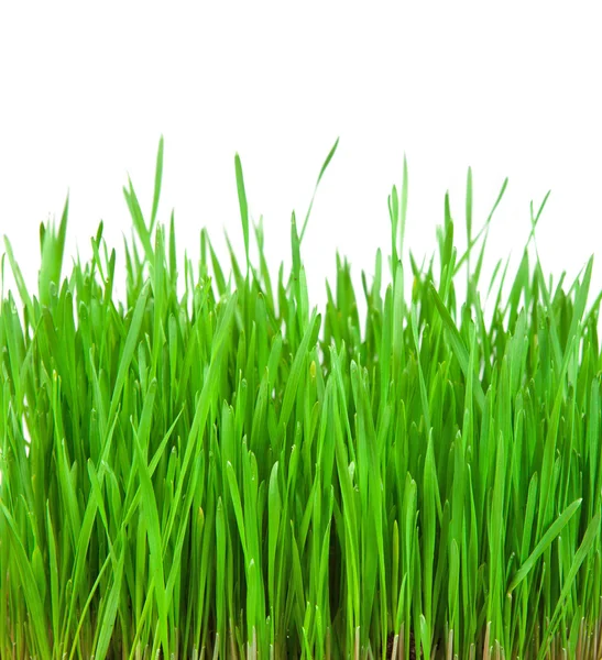 Herbe verte fraîche isolée sur fond blanc — Photo