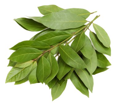 defne yaprağı Şubesi