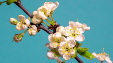 Yeşil arka planda kiraz çiçeklerinin yavaş çekim zamanı. Paskalya ve bahar konsepti 4k
