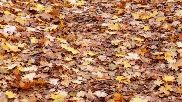 Žluté a oranžové podzimní listí leží na stezce. — Stock video