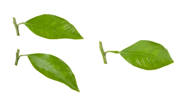 Hoja de mandarina aislada sobre fondo blanco — Foto de Stock