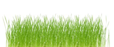 taze yeşil bahar çimen