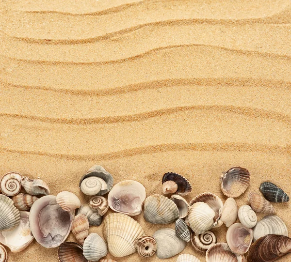 Coquilles de mer avec du sable comme fond — Photo