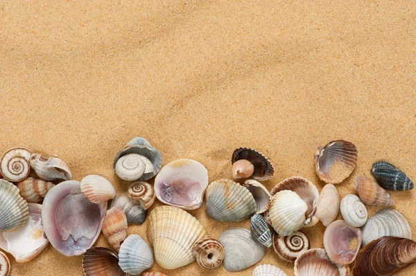 Conchas de mar con arena — Foto de Stock