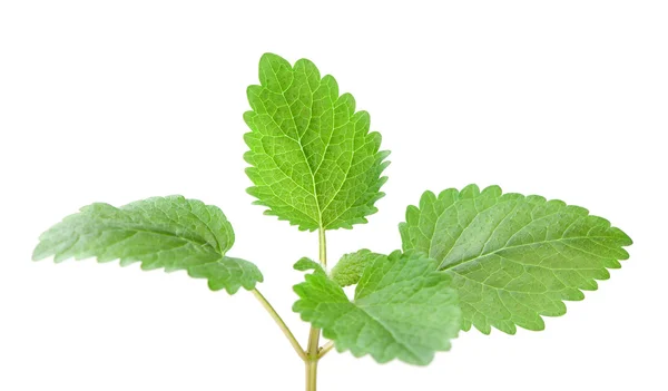 Mint leaves isolated on white background — Stock Photo, Image
