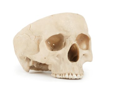 Beyaz arka planda insan kafatası