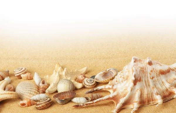 Conchas e estrelas-do-mar sobre fundo de areia — Fotografia de Stock