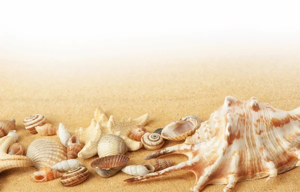 Coquilles et étoiles de mer sur fond de sable — Photo