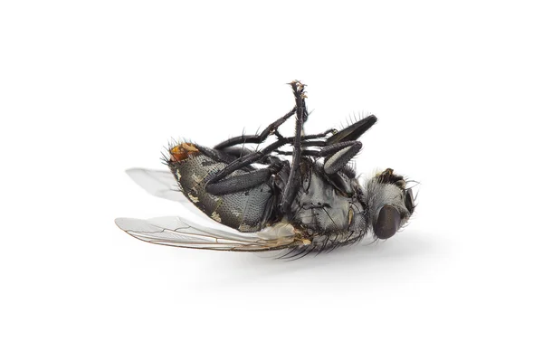 แมลงที่ตายแล้วถูกแยกจากสีขาว — ภาพถ่ายสต็อก